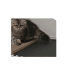 動く！みゅげ猫スタンプ（個別スタンプ：9）