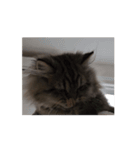 動く！みゅげ猫スタンプ（個別スタンプ：12）