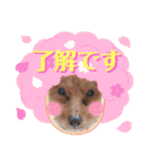 着ぐるみ❤クレオ君とマリーちゃん（個別スタンプ：25）