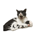保護猫ちゃんが思う。❶（個別スタンプ：2）