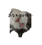 保護猫ちゃんが思う。❶（個別スタンプ：3）
