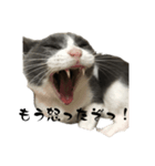 保護猫ちゃんが思う。❶（個別スタンプ：4）