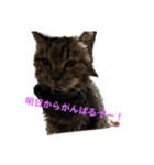 保護猫ちゃんが思う。❶（個別スタンプ：5）