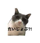 保護猫ちゃんが思う。❶（個別スタンプ：6）