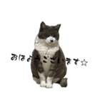 保護猫ちゃんが思う。❶（個別スタンプ：8）