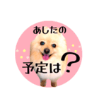 笑顔♡春♡ポメ推しスタンプ（個別スタンプ：1）