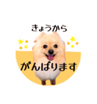 笑顔♡春♡ポメ推しスタンプ（個別スタンプ：2）