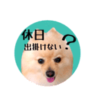 笑顔♡春♡ポメ推しスタンプ（個別スタンプ：3）