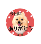 笑顔♡春♡ポメ推しスタンプ（個別スタンプ：4）