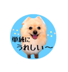 笑顔♡春♡ポメ推しスタンプ（個別スタンプ：5）