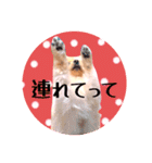 笑顔♡春♡ポメ推しスタンプ（個別スタンプ：6）
