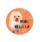 笑顔♡春♡ポメ推しスタンプ（個別スタンプ：7）