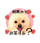 笑顔♡春♡ポメ推しスタンプ（個別スタンプ：8）