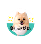 笑顔♡春♡ポメ推しスタンプ（個別スタンプ：9）