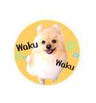 笑顔♡春♡ポメ推しスタンプ（個別スタンプ：10）