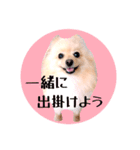 笑顔♡春♡ポメ推しスタンプ（個別スタンプ：11）
