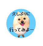 笑顔♡春♡ポメ推しスタンプ（個別スタンプ：12）