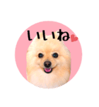 笑顔♡春♡ポメ推しスタンプ（個別スタンプ：13）