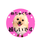 笑顔♡春♡ポメ推しスタンプ（個別スタンプ：15）