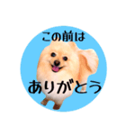 笑顔♡春♡ポメ推しスタンプ（個別スタンプ：16）