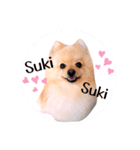 笑顔♡春♡ポメ推しスタンプ（個別スタンプ：18）