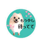 笑顔♡春♡ポメ推しスタンプ（個別スタンプ：19）
