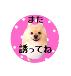 笑顔♡春♡ポメ推しスタンプ（個別スタンプ：21）