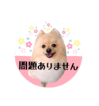 笑顔♡春♡ポメ推しスタンプ（個別スタンプ：23）