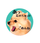 笑顔♡春♡ポメ推しスタンプ（個別スタンプ：24）
