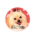 笑顔♡春♡ポメ推しスタンプ（個別スタンプ：25）