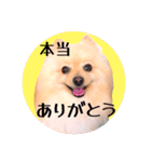 笑顔♡春♡ポメ推しスタンプ（個別スタンプ：26）