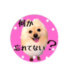 笑顔♡春♡ポメ推しスタンプ（個別スタンプ：27）