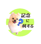 笑顔♡春♡ポメ推しスタンプ（個別スタンプ：29）