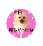 笑顔♡春♡ポメ推しスタンプ（個別スタンプ：30）