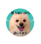 笑顔♡春♡ポメ推しスタンプ（個別スタンプ：31）