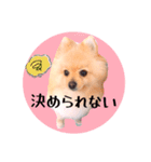 笑顔♡春♡ポメ推しスタンプ（個別スタンプ：32）
