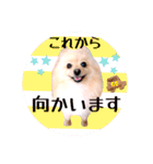 笑顔♡春♡ポメ推しスタンプ（個別スタンプ：33）