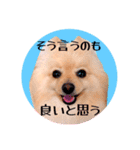 笑顔♡春♡ポメ推しスタンプ（個別スタンプ：34）
