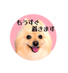 笑顔♡春♡ポメ推しスタンプ（個別スタンプ：36）