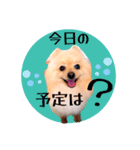 笑顔♡春♡ポメ推しスタンプ（個別スタンプ：37）