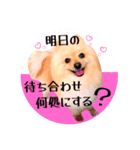 笑顔♡春♡ポメ推しスタンプ（個別スタンプ：38）