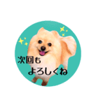 笑顔♡春♡ポメ推しスタンプ（個別スタンプ：39）