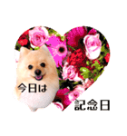 笑顔♡春♡ポメ推しスタンプ（個別スタンプ：40）