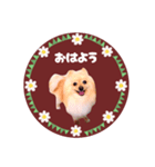 レトロ風♡春♡ポメ推しスタンプ（個別スタンプ：1）
