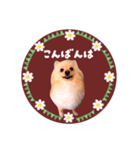 レトロ風♡春♡ポメ推しスタンプ（個別スタンプ：3）