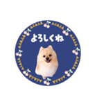 レトロ風♡春♡ポメ推しスタンプ（個別スタンプ：6）