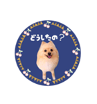 レトロ風♡春♡ポメ推しスタンプ（個別スタンプ：8）