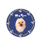 レトロ風♡春♡ポメ推しスタンプ（個別スタンプ：15）
