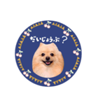 レトロ風♡春♡ポメ推しスタンプ（個別スタンプ：16）