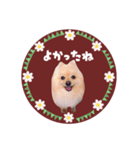 レトロ風♡春♡ポメ推しスタンプ（個別スタンプ：17）